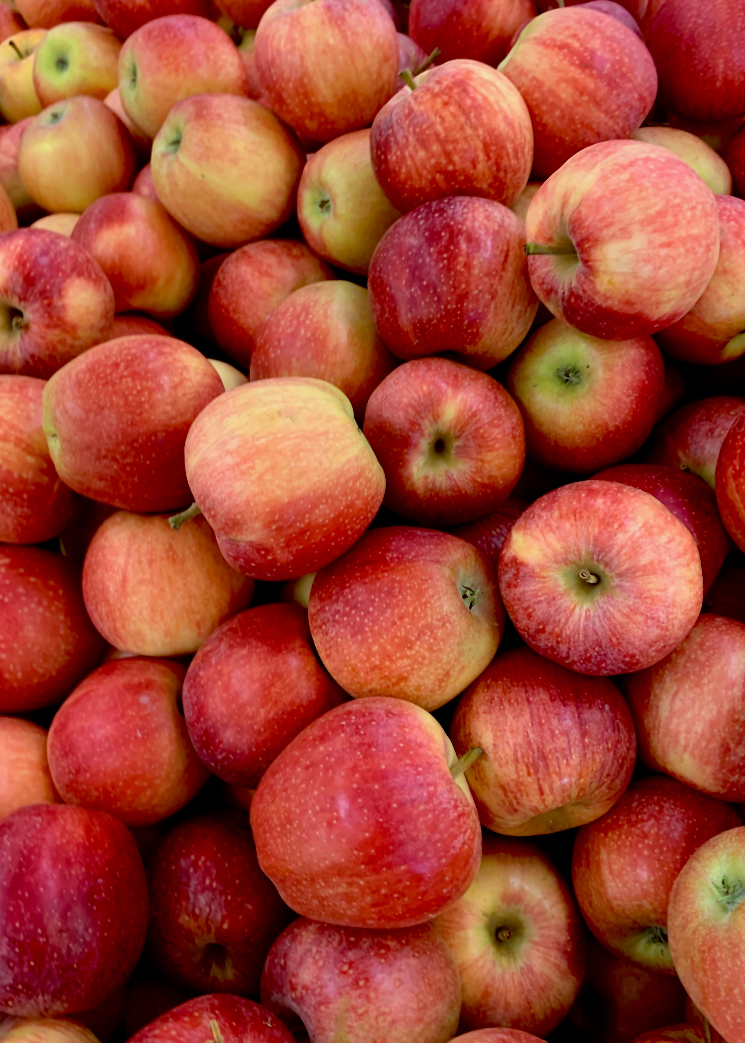 Principaux avantages pour la santé des pommes